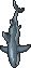 Shark.gif