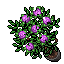 Pink Roses.gif